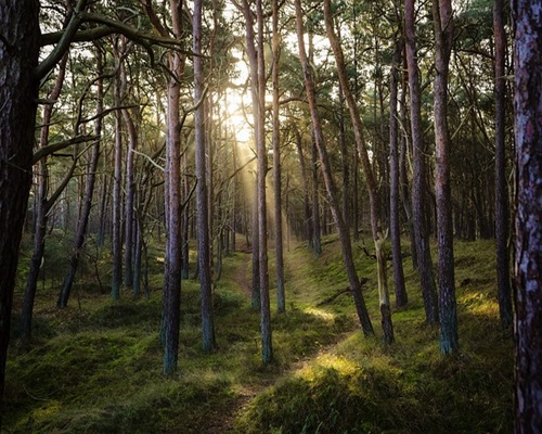 Forest Offence - Moving of Sandalwood by itself does not amount to